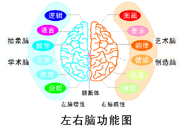 为什么男孩和女孩的学习能力会不一样？